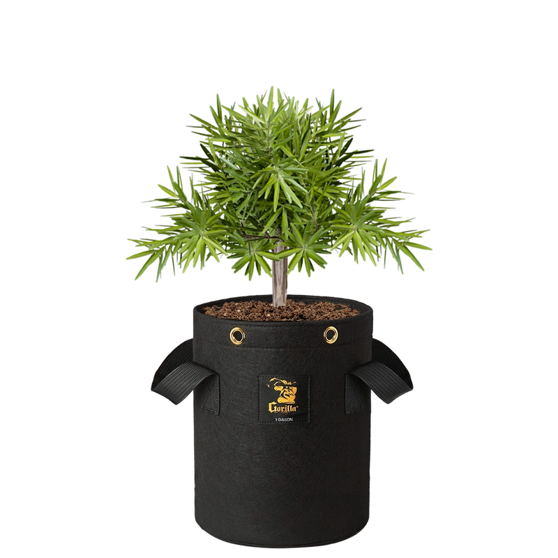 cloth grow bags for ponytail palm Gorilla 1 Gallon Fabric Grow Bags (4 Pack)