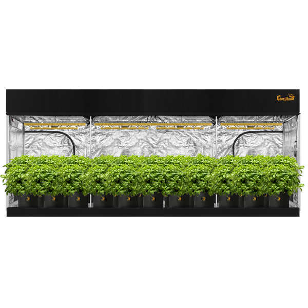 tent to grow weed 10x20 Grow Tent - Gorilla Grow Tent