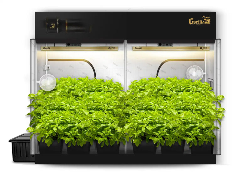 A large green Gorilla grow tent with multiple plants inside, equipped with grow lights on the top.