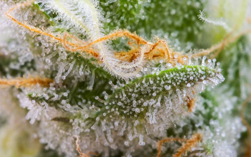 Gorilla Grow Tent