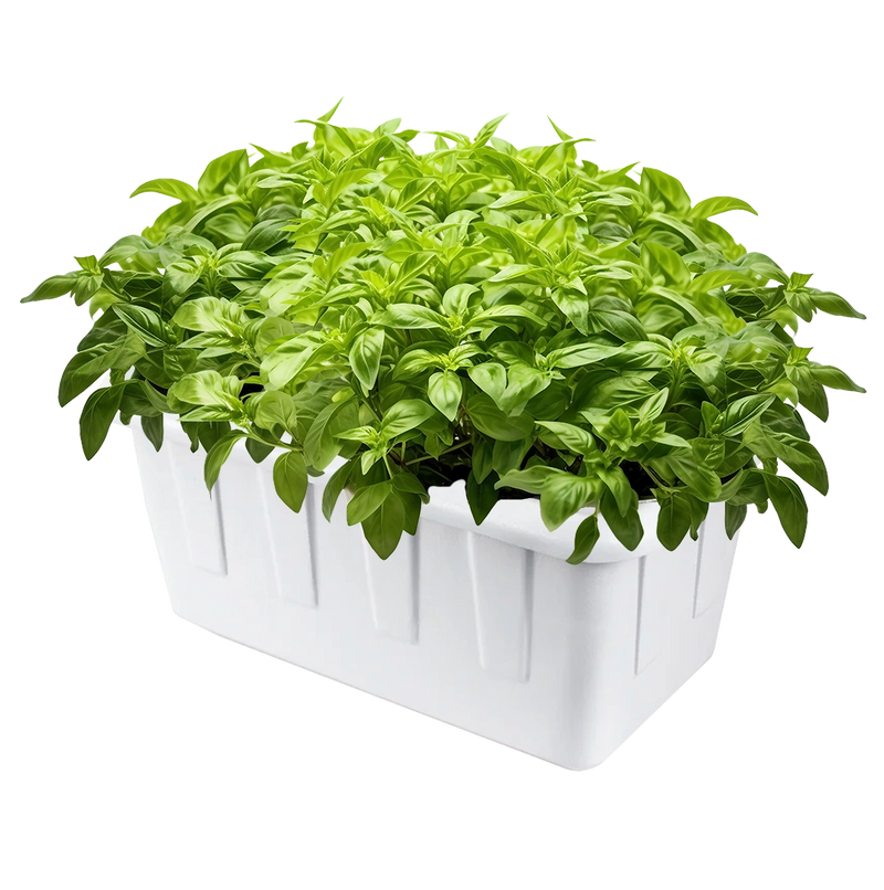 Compact SuperPonics 8 DWC Hydroponic Grow System – faster growth and dual feeding systems.
