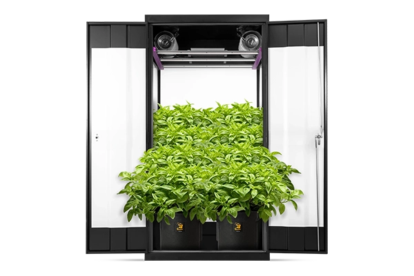 Best Grow Tent Setup for Beginners: A Step-by-Step Guide